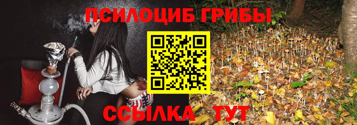 Псилоцибиновые грибы Psilocybine cubensis Заводоуковск